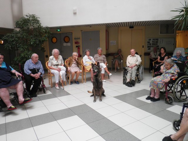 chien visiteur